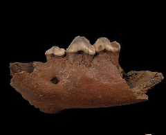 Ice Age Cave Hyena tooth for sale | Buried Treasure Fossils