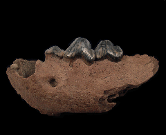 Cave Hyena tooth | Buried Treasure Fossils