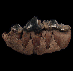 Ice Age Cave Hyena molar for sale | Buried Treasure Fossils