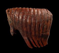 Wooly Mammoth Tooth