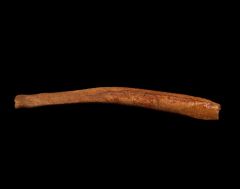 Cave bear baculum bone for sale | Buried Treasure Fossils