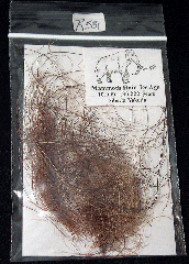 Mammuthus primigenius hair | Buried Treasure Fossils