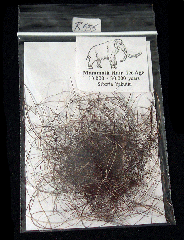 Mammuthus primigenius hair | Buried Treasure Fossils