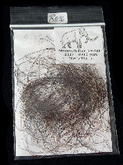 Mammuthus primigenius hair | Buried Treasure Fossils