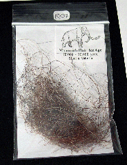 Mammuthus primigenius hair | Buried Treasure Fossils