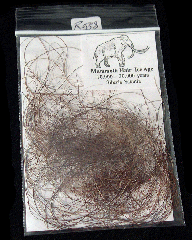 Mammuthus primigenius hair | Buried Treasure Fossils