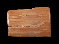 Ice Age Woolly Mammoth tusk shard for sale | Buried Treasure Fossils