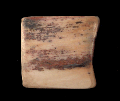 Siberian Woolly Mammoth tusk section | Buried Treasure Fossils