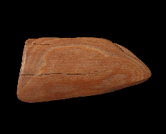 Siberian Mammuthus primigenius tusk for sale | Buried Treasure Fossils