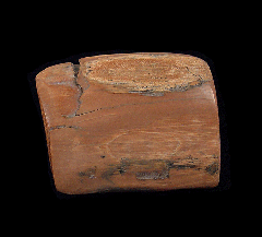 Real Mammoth tusk shard | Buried Treasure Fossils