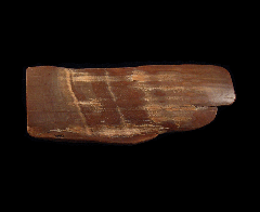 Woolly Mammoth tusk section for sale | Buried Treasure Fossils