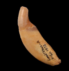 Ice Age Gray Wolf canine| Buried Treasure Fossils