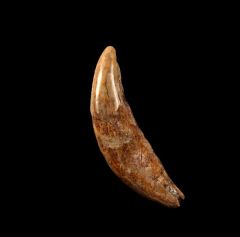 Canis lupus canine | Buried Treasure Fossils