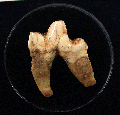 Rare Canis lupus molar for sale