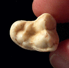 Ice Age Gray Wolf molar