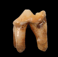 Rare Canis lupus tooth for sale | Buried Treasure Fossils