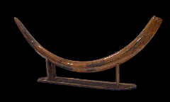 Woolly Mammoth Tusk for sale | Buried Treasure Fossils