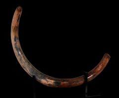 Large Woolly Mammoth Tusk for sale | Buried Treasure Fossils