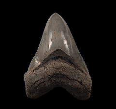BIG So. Carolina Megalodon tooth for sale | Buried Treasure Fossils