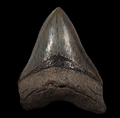 SC Colorful Mega tooth for sale | Buried Treasure Fossils