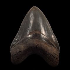 Otodus megalodon 