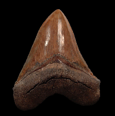 Gem Megalodon tooth for sale | Buried Treasure Fossils
