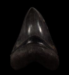 Extra Large Black Megalodon tooth for sale | Buried Treasure Fossils