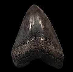 Extra Large Black Megalodon tooth for sale | Buried Treasure Fossils