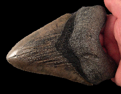 Black SC Megalodon tooth for sale | Buried Treasure Fossils