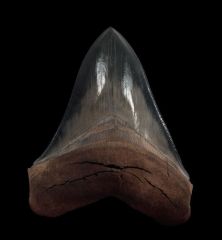 Otodus megalodon  FOTM