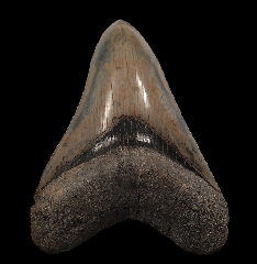 Extra Large Carolina Megalodon tooth for sale | Buried Treasure Fossils