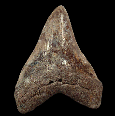 Black SC Megalodon tooth for sale | Buried Treasure Fossils