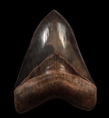 Otodus megalodon   