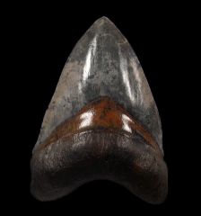 Top Quality Venice Beach Megalodon tooth for sale | Buried Treasure Fossils