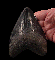 Top Quality Carolina Megalodon tooth for sale | Buried Treasure Fossils