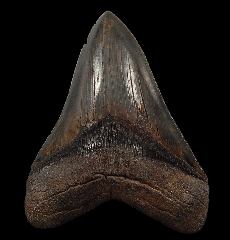 Black SC Megalodon tooth for sale | Buried Treasure Fossils