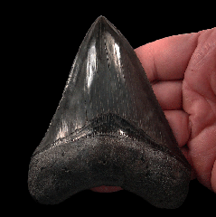Black SC Megalodon tooth for sale | Buried Treasure Fossils