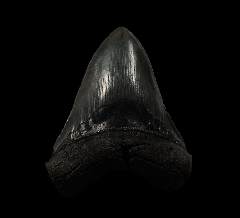 Black SC Megalodon tooth for sale | Buried Treasure Fossils