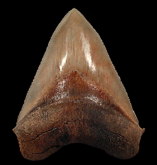 Colorful Carolina Megalodon tooth for sale | Buried Treasure Fossils