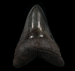 Otodus megalodon  - So. Carolina