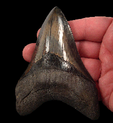 SC Colorful Mega tooth for sale | Buried Treasure Fossils