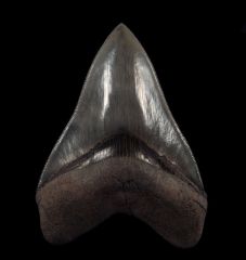 Otodus megalodon   
