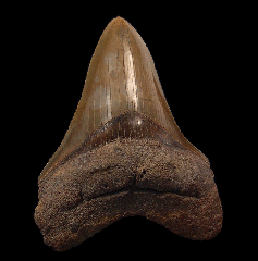 Large So. Carolina Megalodon tooth for sale | Buried Treasure Fossils