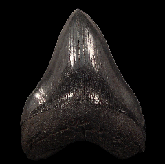 Large So. Carolina Megalodon tooth for sale | Buried Treasure Fossils