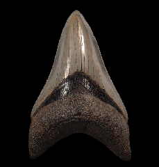 Gem brown Megalodon tooth for sale | Buried Treasure Fossils