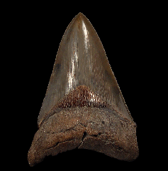 Gem brown Megalodon tooth for sale | Buried Treasure Fossils