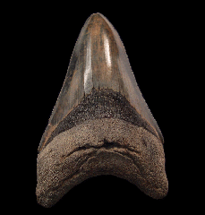 Serrated So. Carolina Megalodon tooth for sale | Buried Treasure Fossils