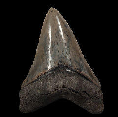 Serrated So. Carolina Megalodon tooth for sale | Buried Treasure Fossils