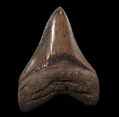 Otodus megalodon tooth | Buried Treasure Fossils