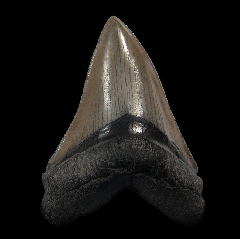 Nice SC Meg tooth for sale | Buried Treasure Fossils